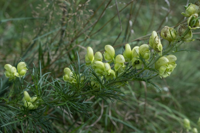 Aconitum anthora image