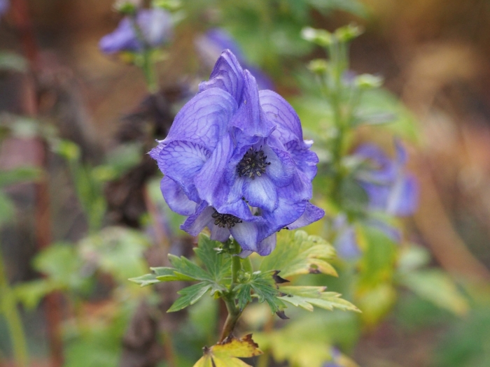 Aconitum carmichaeli image