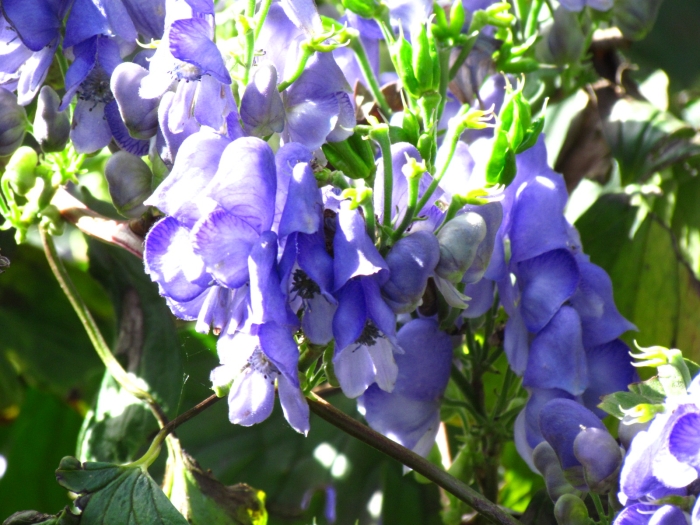 Aconitum hemsleyanum image