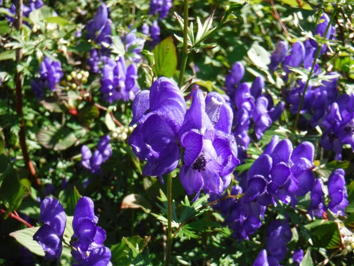 Aconitum henryi image