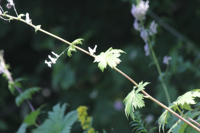 Aconitum orientale image