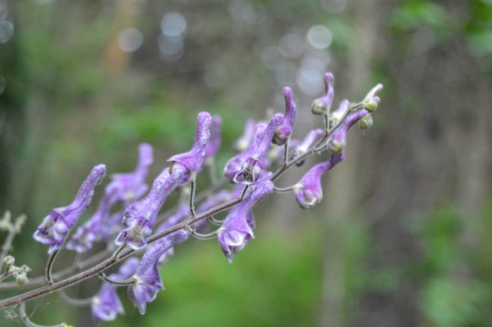 Aconitum septentrionale image