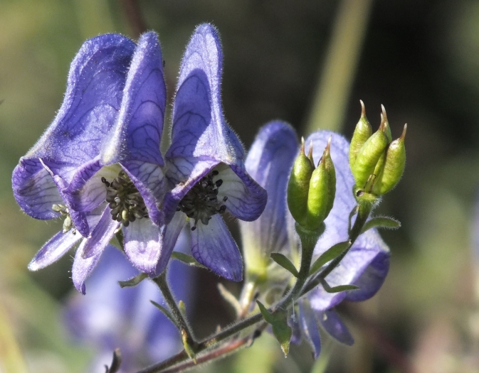 Aconitum volubile image