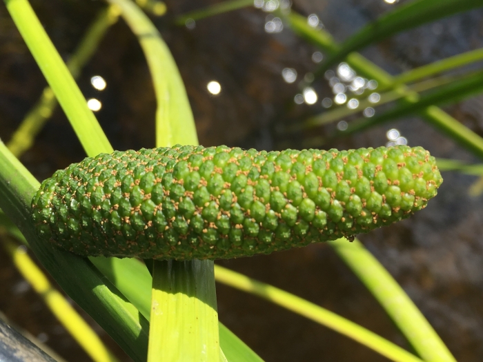 Acorus americanus image