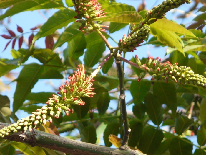 Acrocarpus fraxinifolius image