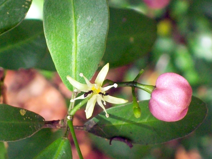 Acronychia laevis image