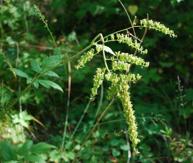 Actaea cimicifuga image