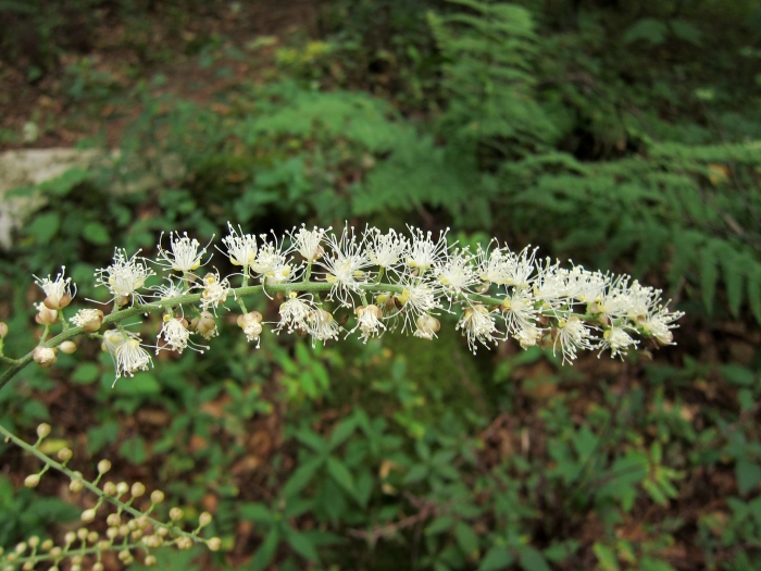 Actaea podocarpa image