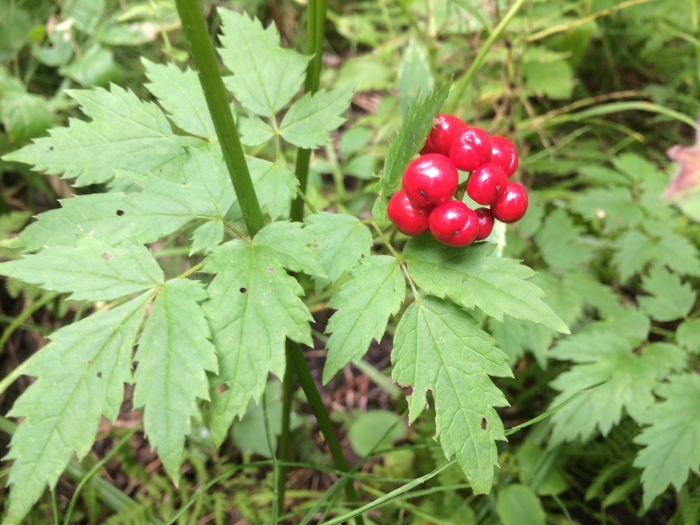 Actaea rubra image