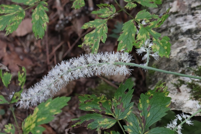 Actaea simplex image