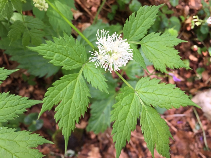 Actaea spicata image