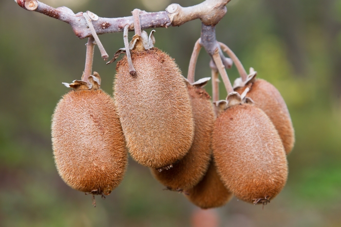 Actinidia chinensis image