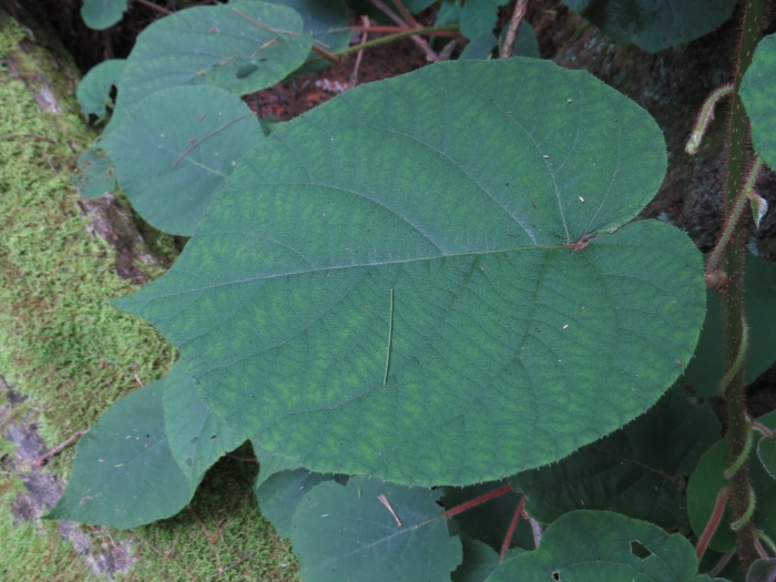 Actinidia deliciosa image