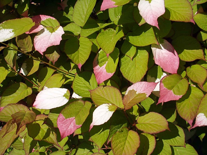 Actinidia kolomikta image
