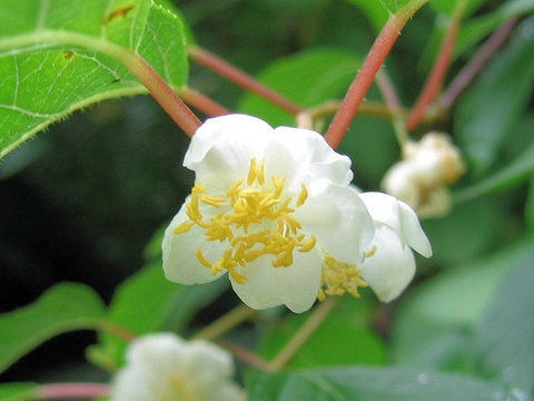 Actinidia polygama image