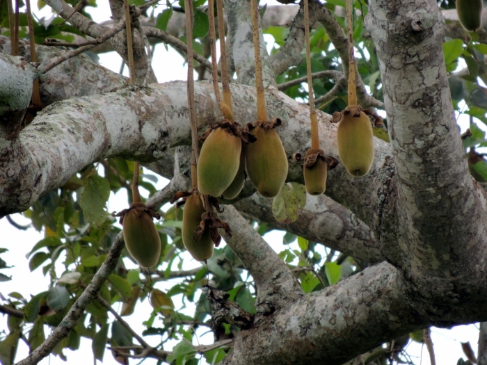 Adansonia digitata image
