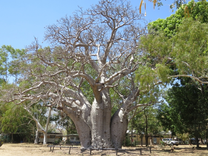 Adansonia gregorii image