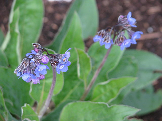 Adelinia grande image