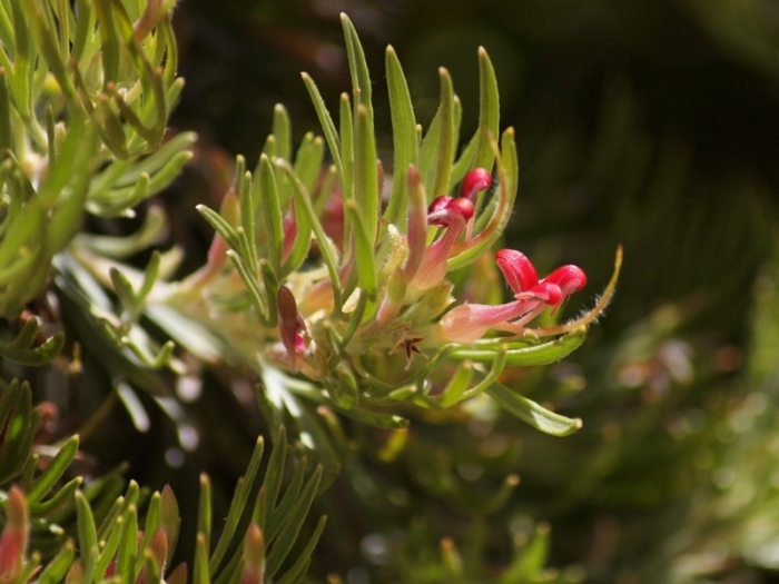 Adenanthos sericeus image