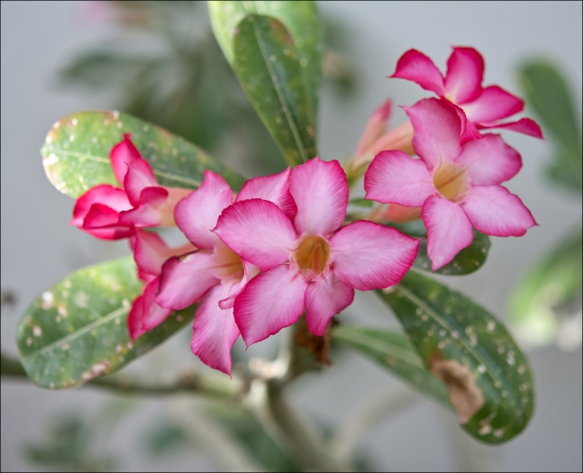 Adenium obesum image