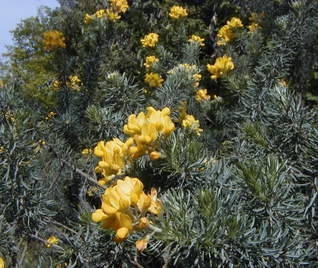 Adenocarpus decorticans image