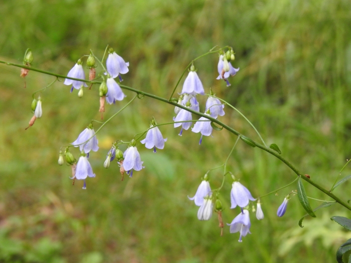 Adenophora liliifolia image