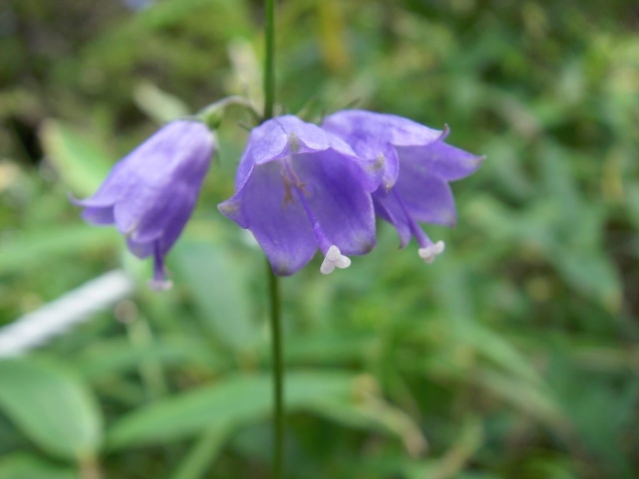 Adenophora triphylla image