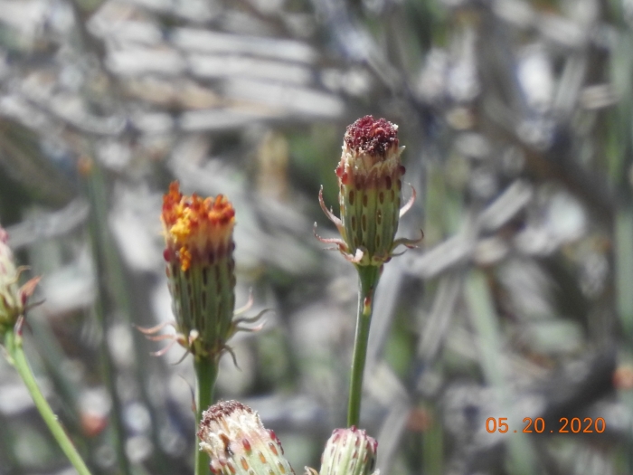 Adenophyllum porophylloides image