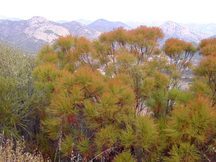 Adenostoma sparsifolium image