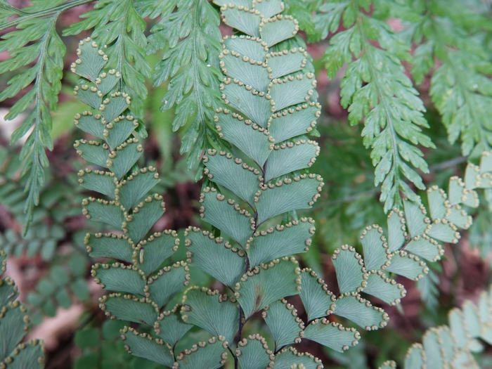 Adiantum cunninghamii image