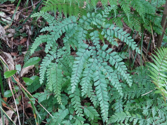 Adiantum formosum image