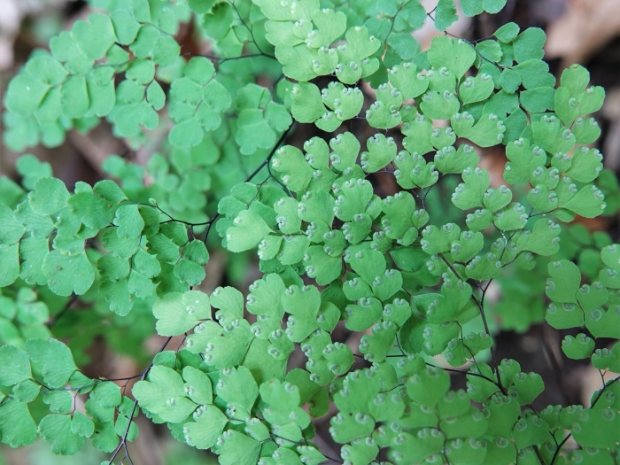 Adiantum raddianum image