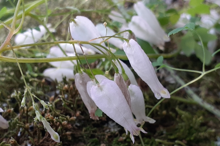 Adlumia fungosa image