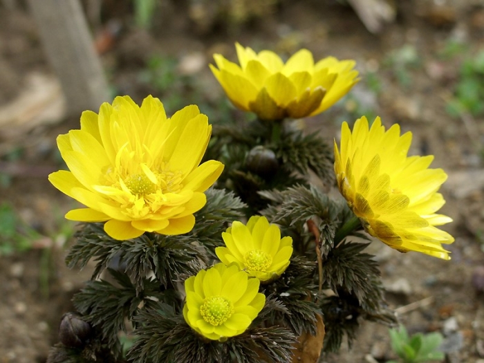 Adonis amurensis image