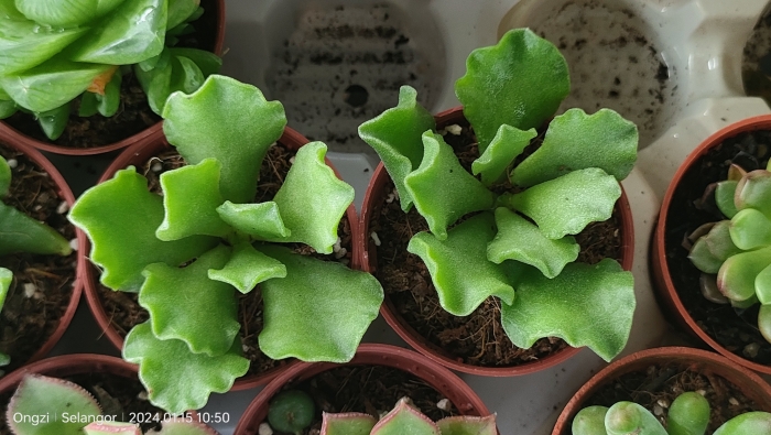 Adromischus cristatus image