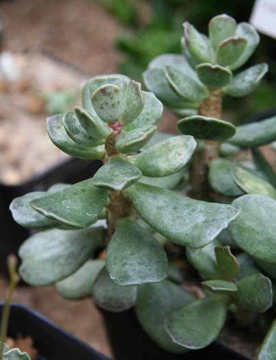 Adromischus trigynus image