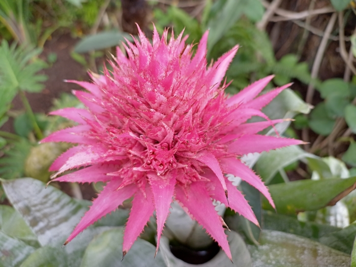 Aechmea fasciata image
