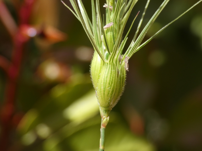 Aegilops neglecta image