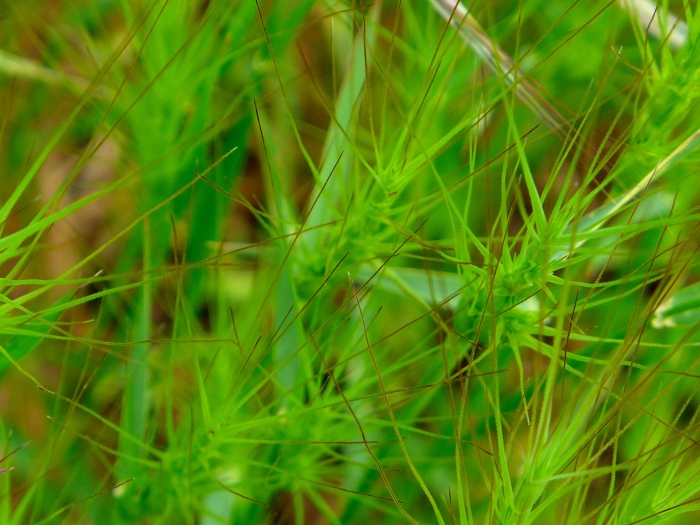 Aegilops triuncialis image