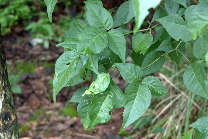 Aegle marmelos image
