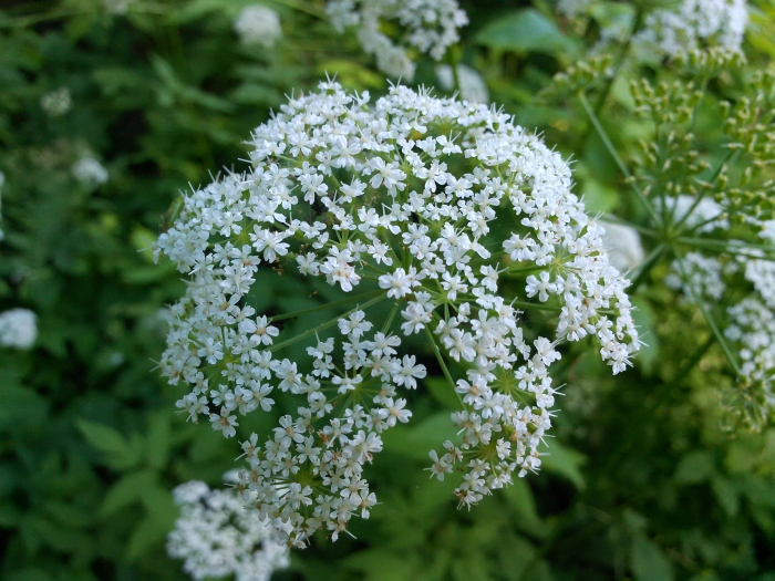 Aegopodium podagraria image