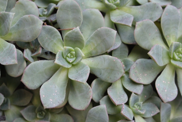 Aeonium haworthii image