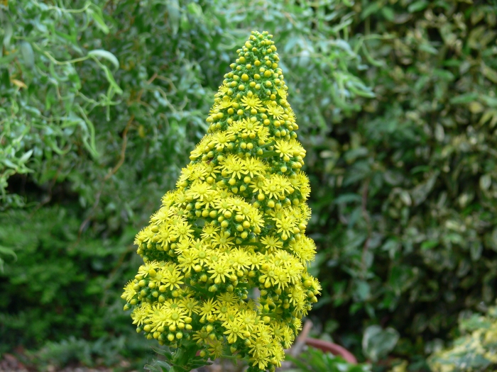 Aeonium undulatum image
