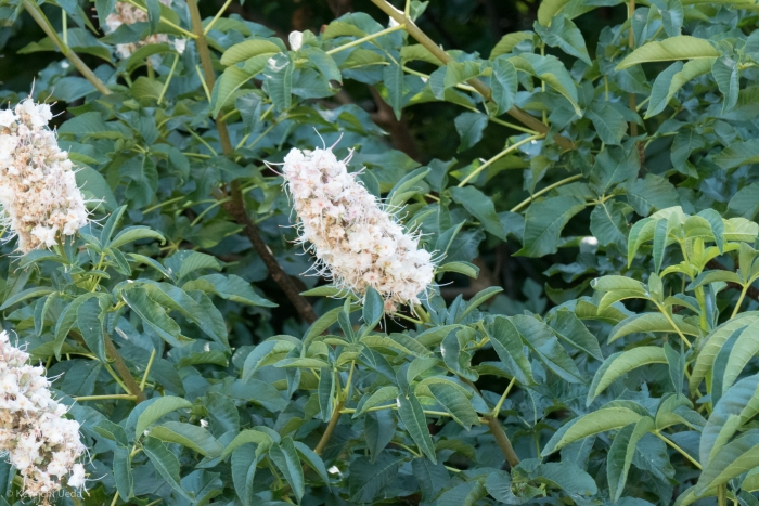 Aesculus californica image