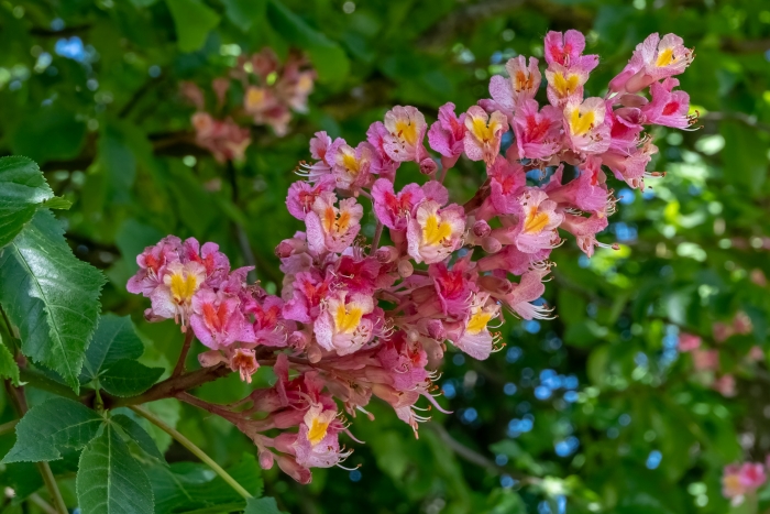 Aesculus ×carnea image