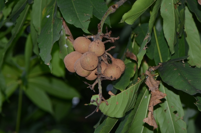 Aesculus chinensis image