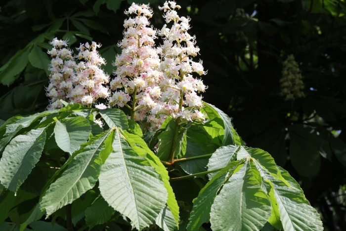 Aesculus hippocastanum image