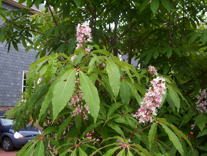 Aesculus indica image