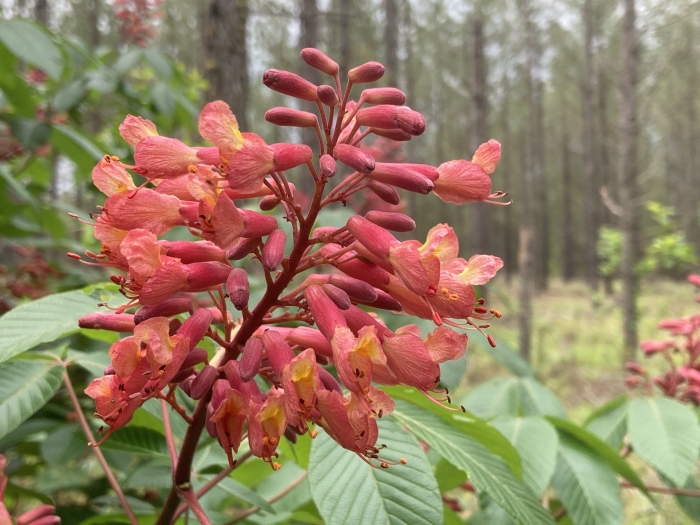 Aesculus pavia image