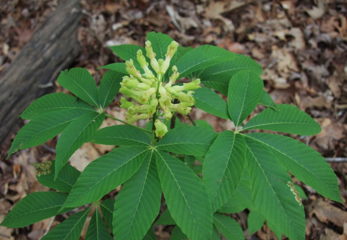 Aesculus sylvatica image